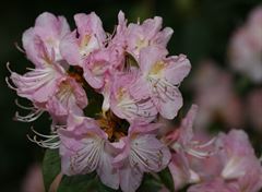 R.Isola Bella